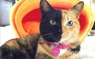 娱乐吃瓜君猫神,揭秘猫神背后的神秘故事 第1张 娱乐吃瓜君猫神,揭秘猫神背后的神秘故事 第1张